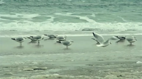 Seagulls winter on sea 스톡 동영상 55425079