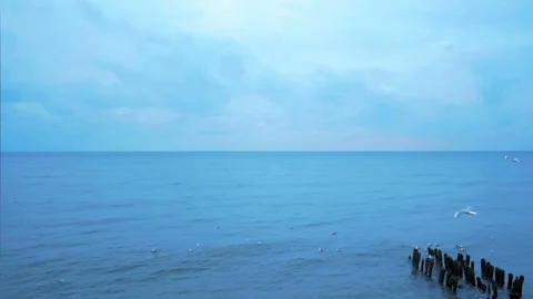 Seagulls on winter sea Stock Footage 86286734