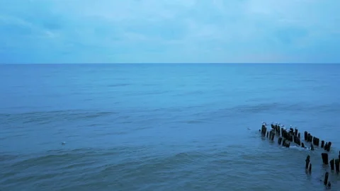 Seagulls on winter sea Stock Footage 86287425
