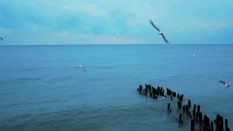 Seagulls on winter sea Stock Footage 86287912