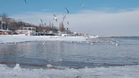 Seagulls in the winter at sea Stock Footage 102654227