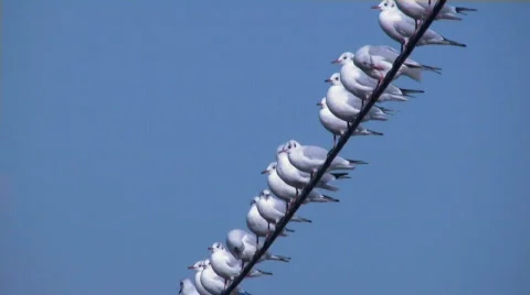 Seagulls on a wire Vidéo 565265
