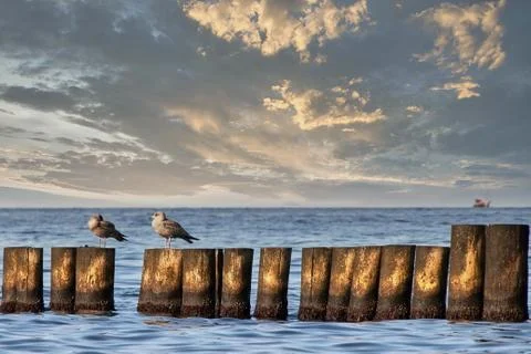 Seagulls on wood groins Stock Photos