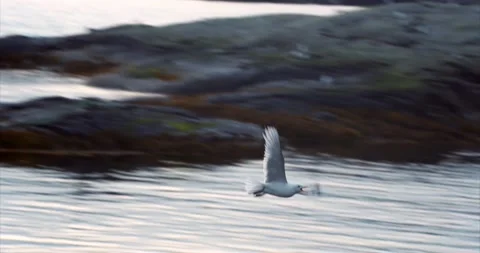 Seagulls01 Stock Footage 172540131