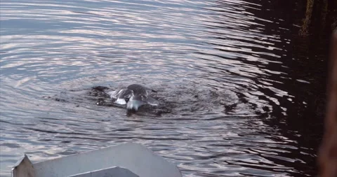 Seagulls02 Stock Footage 172541337