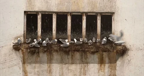 Seagulls03 Stock Footage 173406393