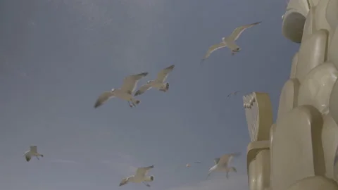 Seagulls(1) Vídeos de archivo 199915691