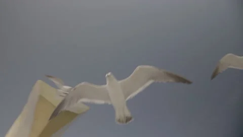 Seagulls(2) Vídeos de archivo 199917292