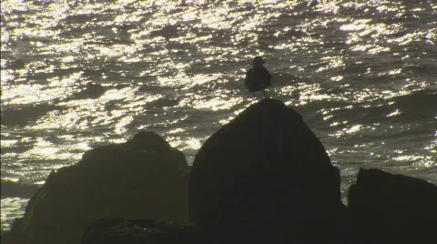 SeagullSilhouetteAgainstWaves Stock Footage 400825