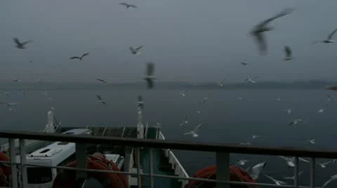 Seaguls  aroond the Ferry Video stock 10796364