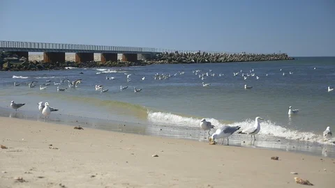 Seaguls at the beach Video stock 89790549
