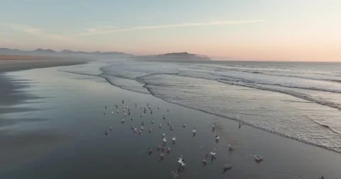 Seaguls at the beach Stock Footage 220681936