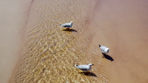 Seaguls on the beach in summer as the water flows along the sand Stock Footage 245206424