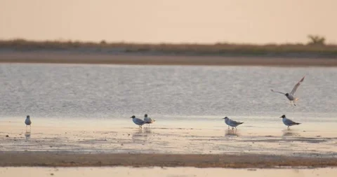Seaguls close up Stock Footage 139132330