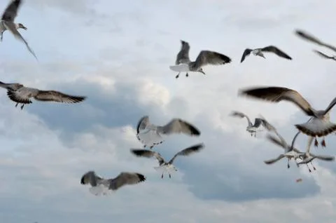 Seaguls Flapping Wings in front of Clouds Stock Photos
