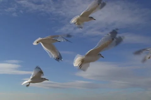 Seaguls  動画素材 1004432