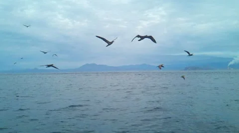 Seaguls Stock Footage 11633587