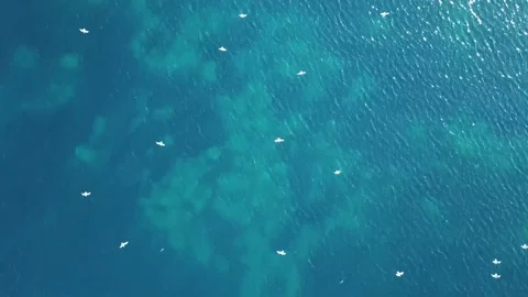 Seaguls Stock Footage 233626451