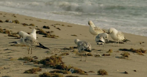 Seaguls Grooming on Beach Stock Footage 35797044