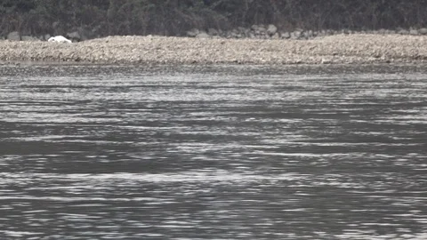 SEAGULS PLAYING ON THE RIVER Stock Footage 101260460