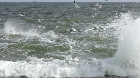 Seaguls under the sea HD Stock Footage 44248159