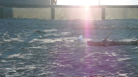 Seagul/Seabird beach chase slow Video stock 46183653