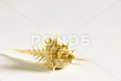 Seahell with Spikes Stock Photos