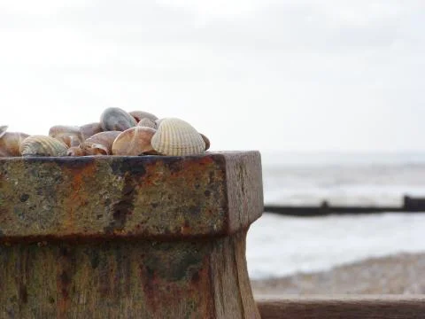 Seahells on a breakwater Stock Photos