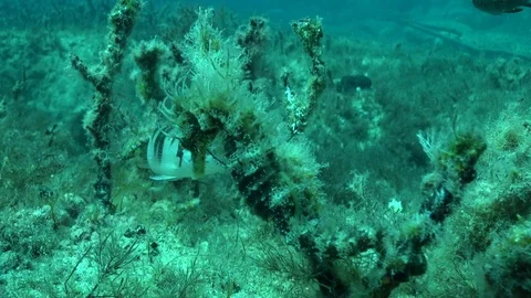 Seahorse 2 Video stock 96858557