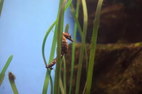 Seahorse on an algae 스톡 사진