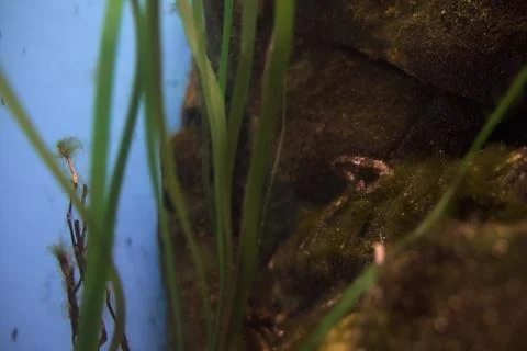 Seahorse on an algae Stock Photos