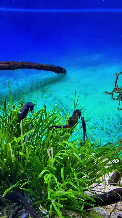 Seahorse Ballet Stock Footage 345177440