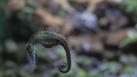 Seahorse close up Stock Footage 165378285