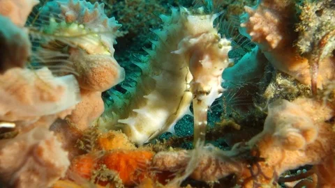 Seahorse in corals Stock Footage 77502299
