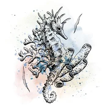 Seahorse with corals isolated object on blue watercolor background. Illustration Stock Illustration