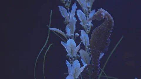 Seahorse Floating in Aquarium Stock Footage 86671379