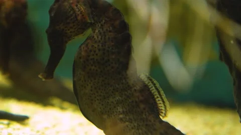  seahorse floating  Stock Footage 236705712
