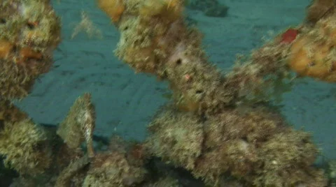 Seahorse Stock Footage 206115