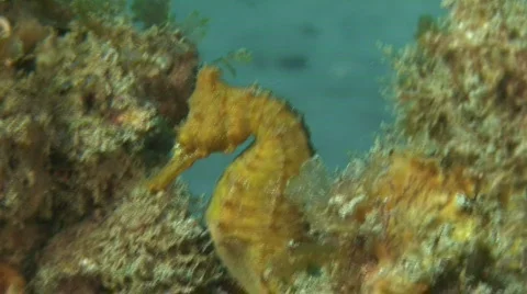 Seahorse Stock Footage 207039