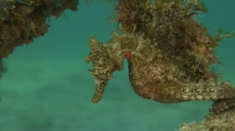 Seahorse Stock Footage 207671