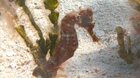 Seahorse Stock Footage 721831