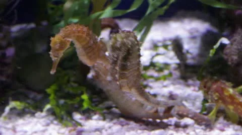 Seahorse Video stock 10874194