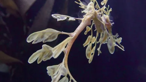 Seahorse Video stock 77885187