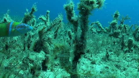 Seahorse Video stock 96856890