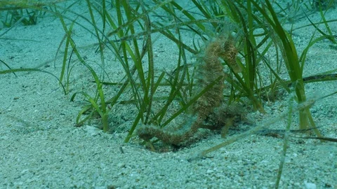 Seahorse Video stock 97439138