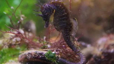 Seahorse Video stock 111188855
