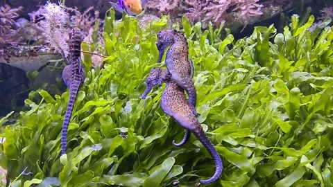 Seahorse Stock Footage 238519925