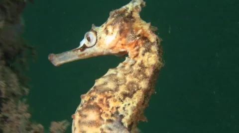Seahorse HD Stock Footage 474710