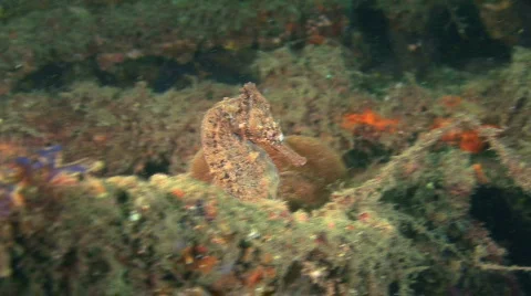 Seahorse HD Video stock 474736