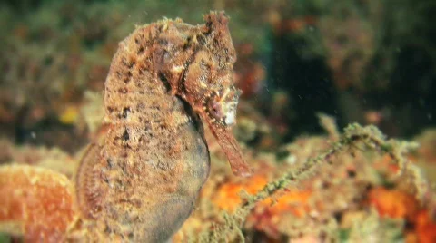 Seahorse HD Stock Footage 474757
